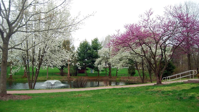 Pond